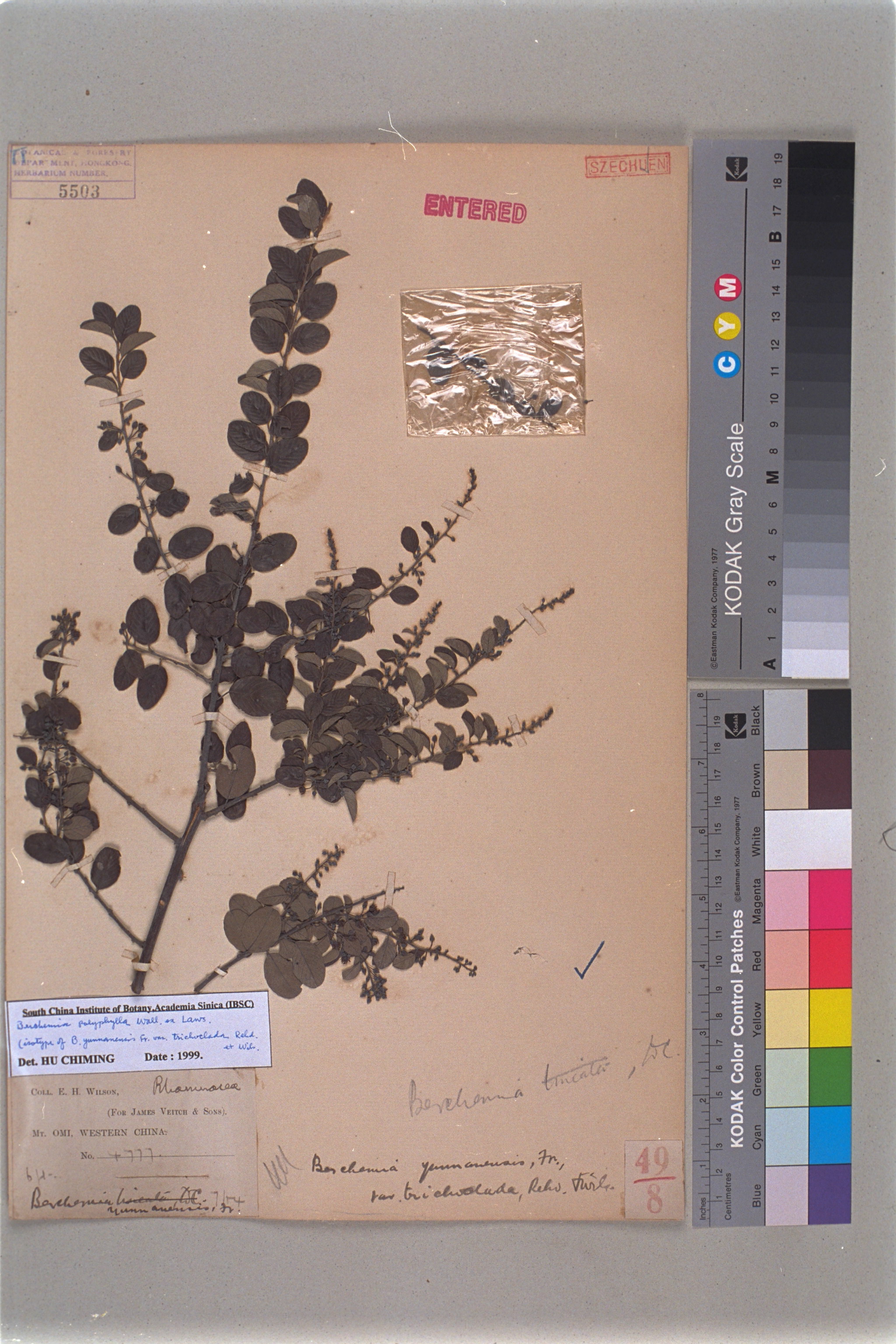  Berchemia polyphylla Wall. ex Lawson